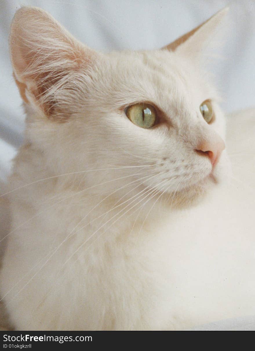 Pearl, White Fluffy Cat