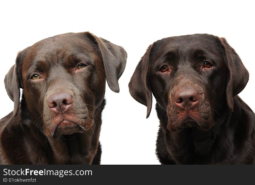 Shot of two labradors on a white background. Shot of two labradors on a white background