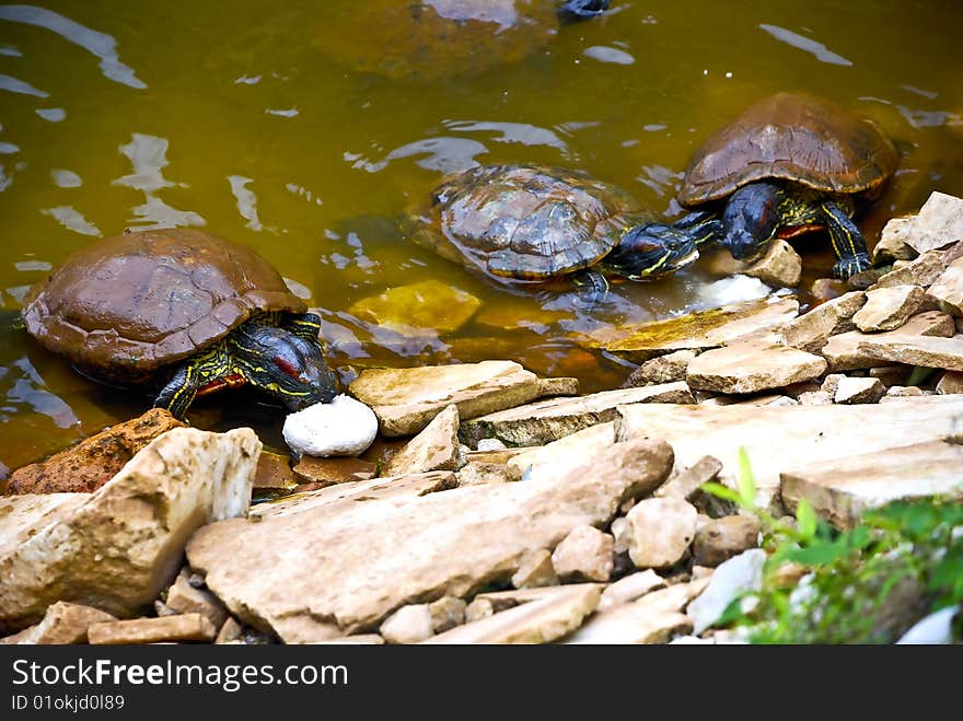 Image capture on Turtles sharing food. Image capture on Turtles sharing food