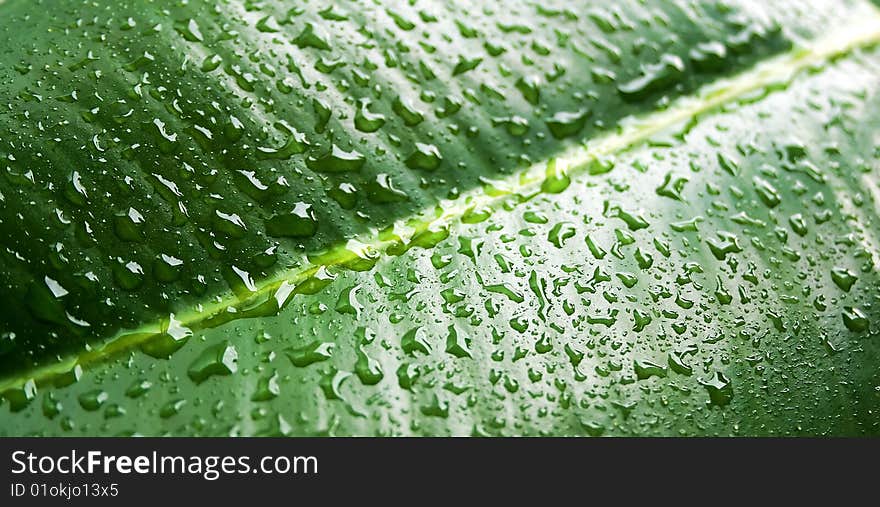 Green leaf with water drops