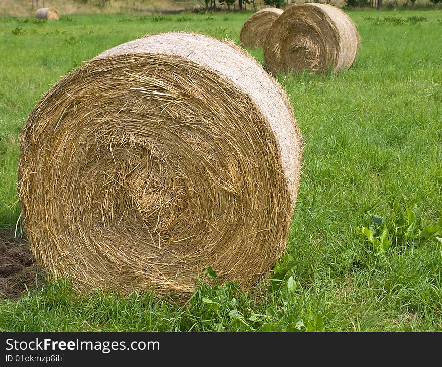 Harvested Rolls of Straw on farmland