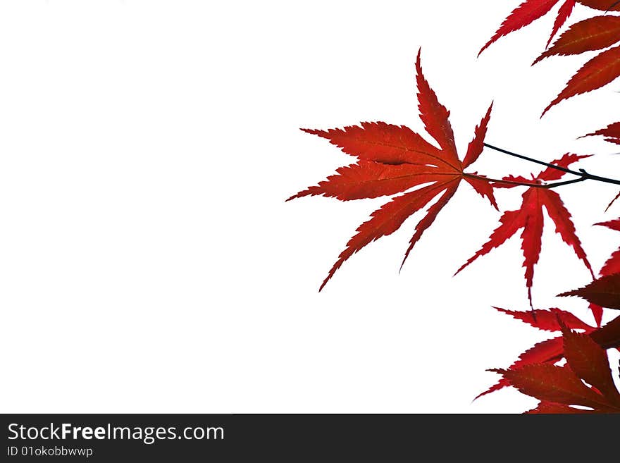 Red Leaves Background