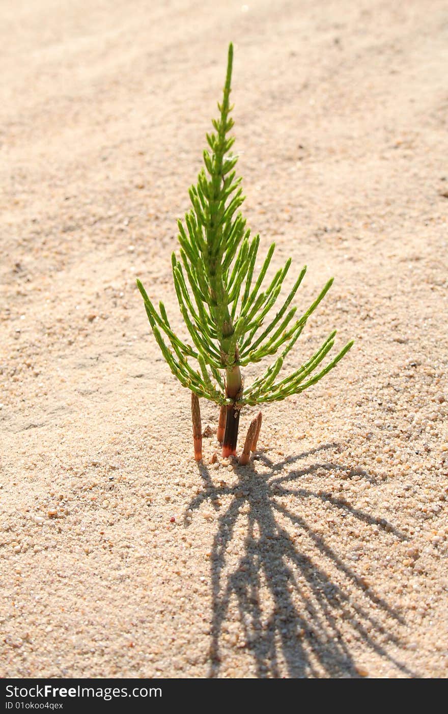 The plant grows from sand. The plant grows from sand