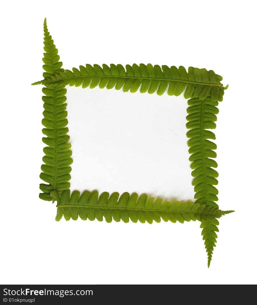 Fresh green foliage on white background