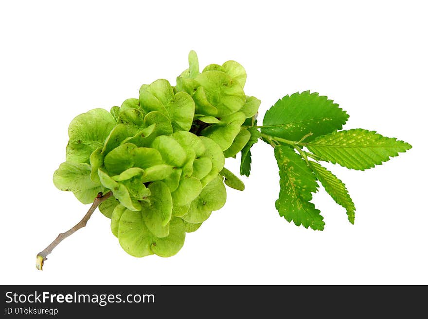 Branch with seeds and leaves on a white background