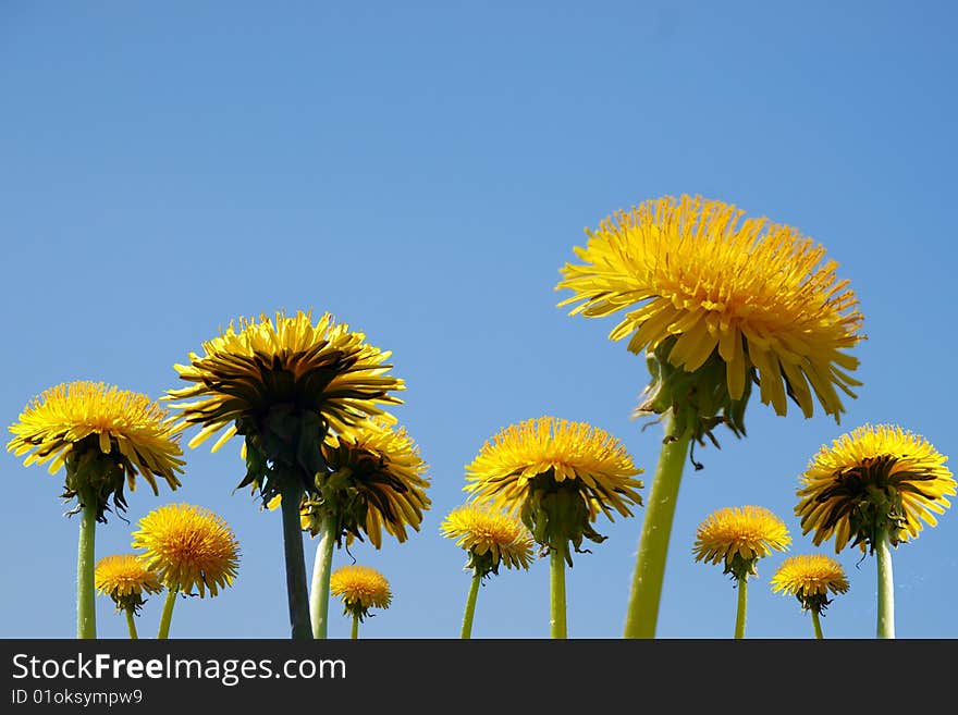 Clear sky and beautiful dandelions. Clear sky and beautiful dandelions