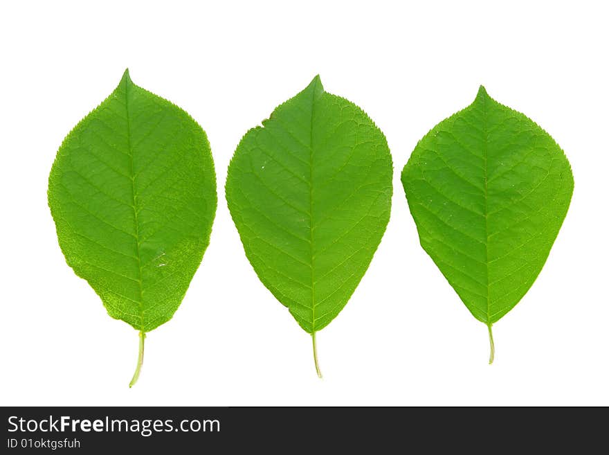 Three green leaves