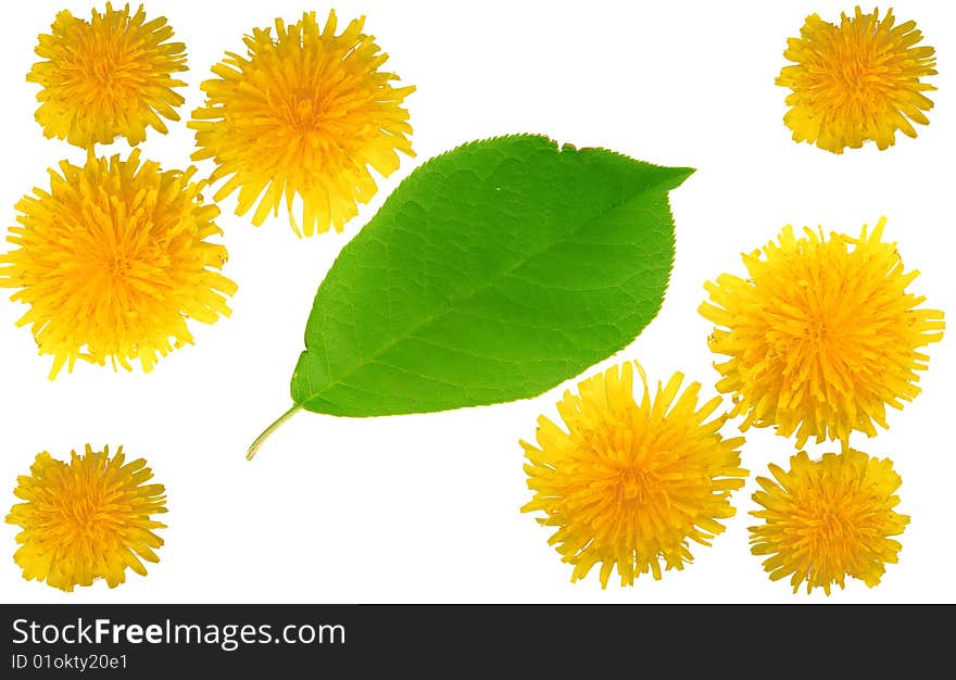 Yellow Dandelions And Green Leaf