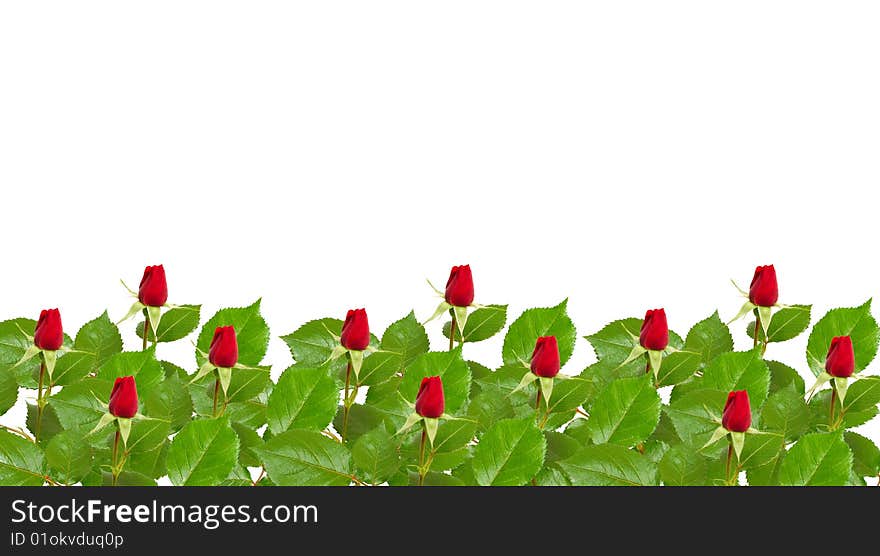 Beautiful rose on white background. Beautiful rose on white background