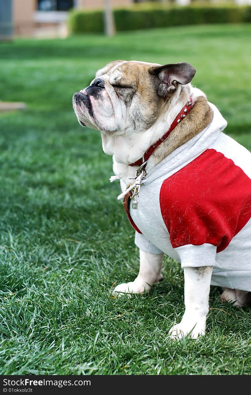 English Bulldog