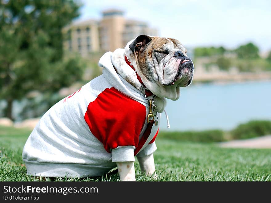 English Bulldog