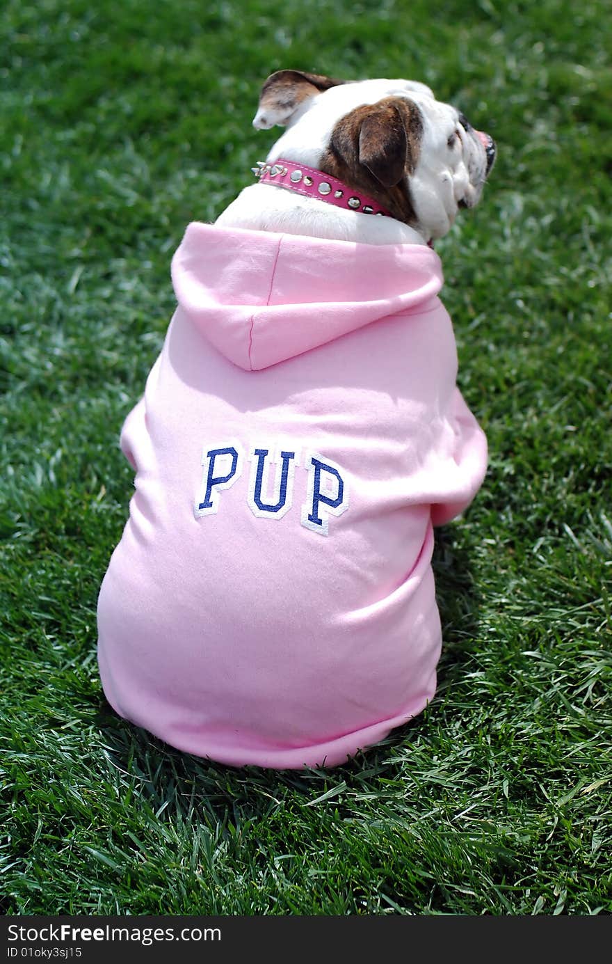 English Bulldog wearing pink outfit sitting in the park is watching other dogs to play