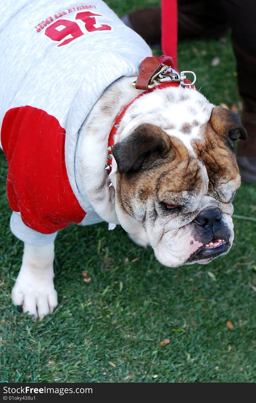 English Bulldog