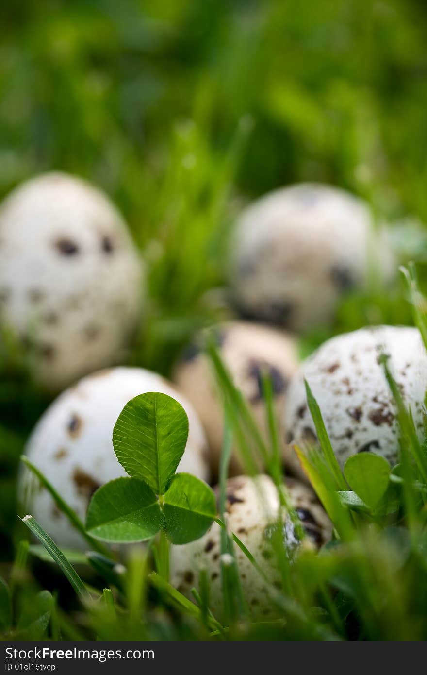 Clover and quail eggs - selective focus. Clover and quail eggs - selective focus