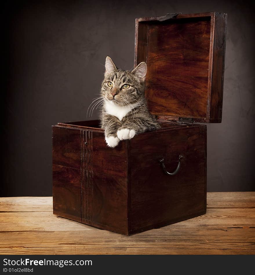 Normal domestic cat shoot in the studio. Normal domestic cat shoot in the studio