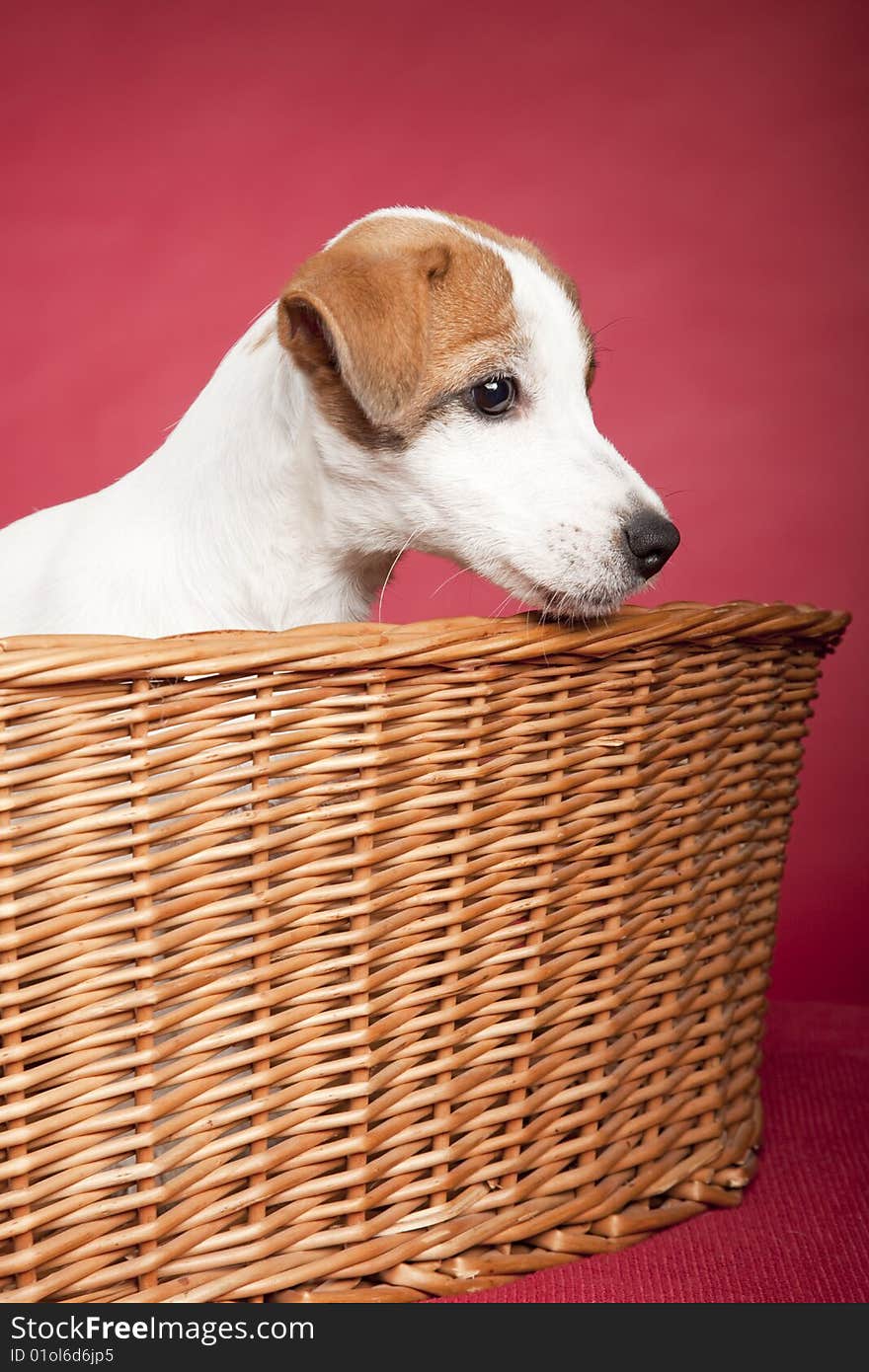 Cute jack russell terrier dog sitting in wicker basketover red background. Cute jack russell terrier dog sitting in wicker basketover red background