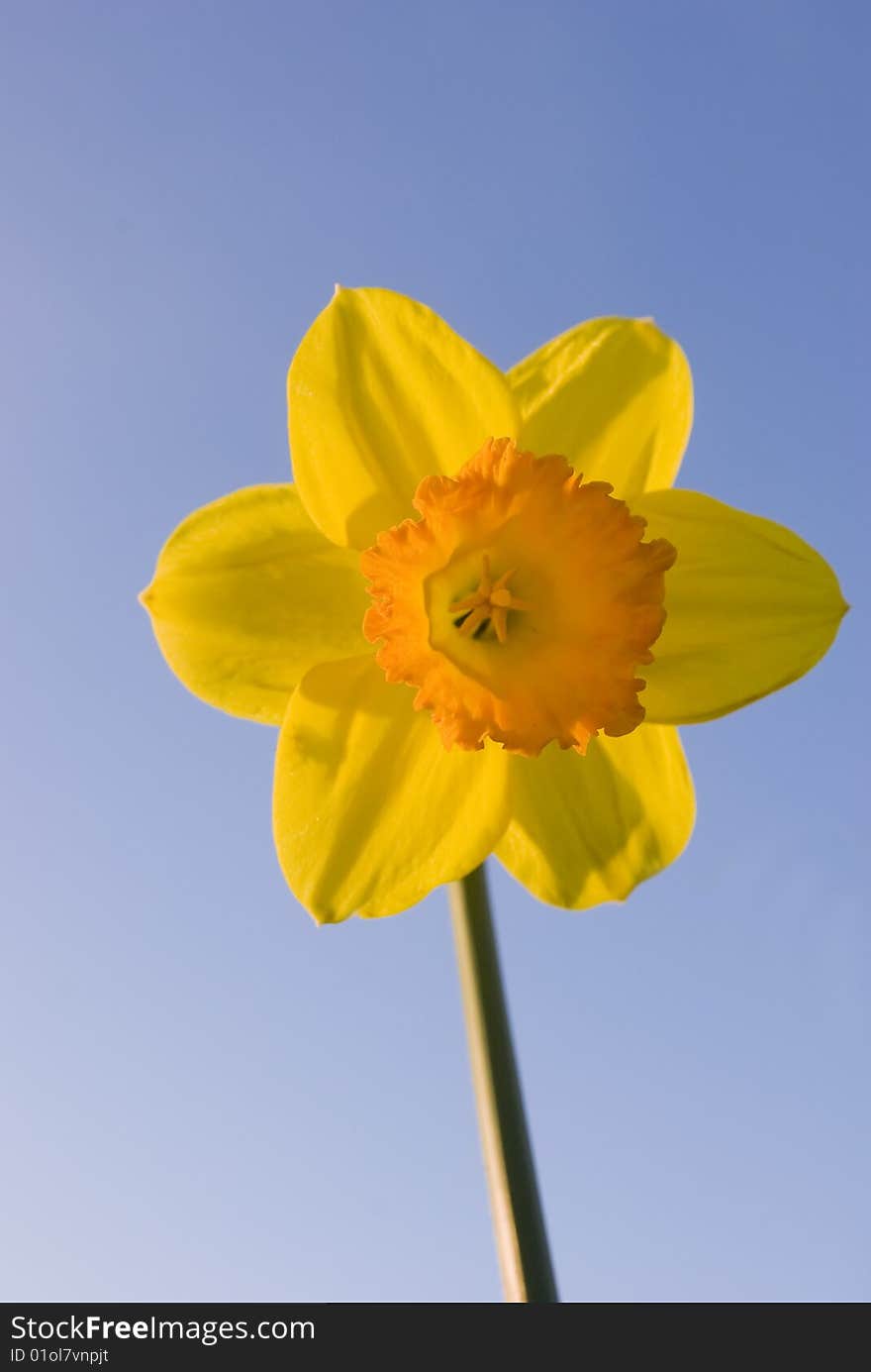 Yellow flower against blue sky.