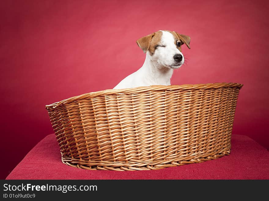 Cute jack russell terrier dog sitting in wicker basket over red background and winking eye. Cute jack russell terrier dog sitting in wicker basket over red background and winking eye