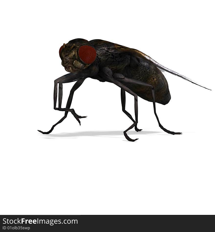 Rendering of a fly with Clipping Path and shadow over white