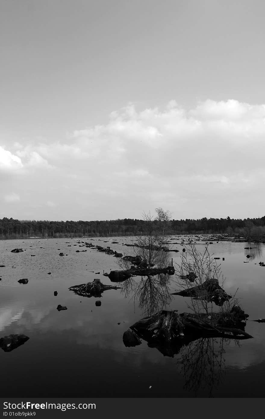 Delamere Forest, England