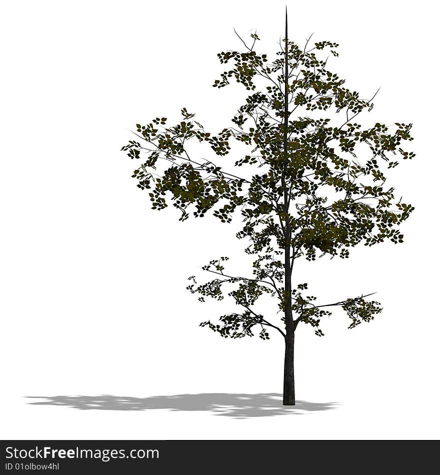 3D Render of a young broadleef tree