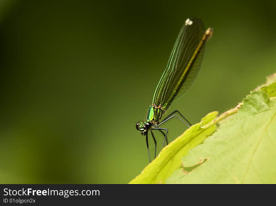 Dragonfly on a leaf. Libellula su foglia. Dragonfly on a leaf. Libellula su foglia.