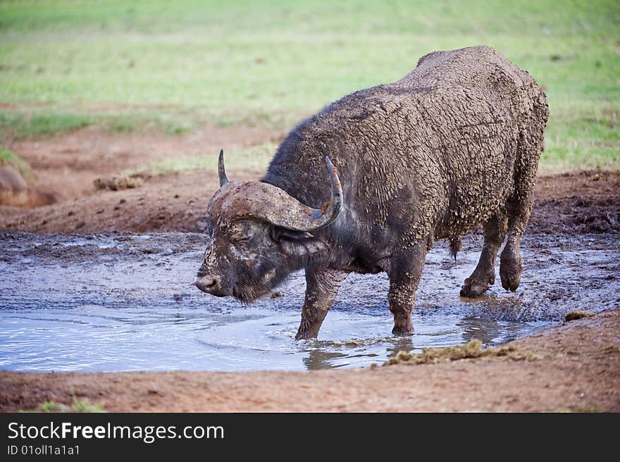 Buffalo in Water