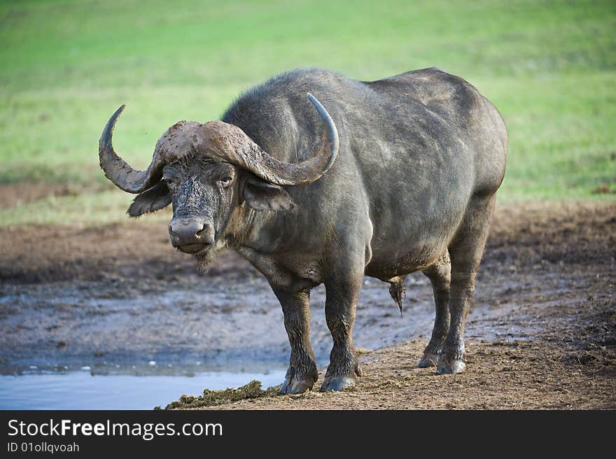 A mature Buffalo stares at me from the waterhole. A mature Buffalo stares at me from the waterhole