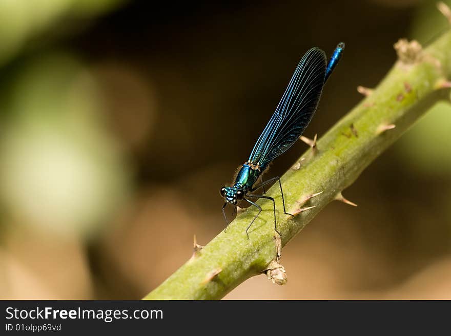 Dragonfly on a branch. Libellula su ramo. Dragonfly on a branch. Libellula su ramo.