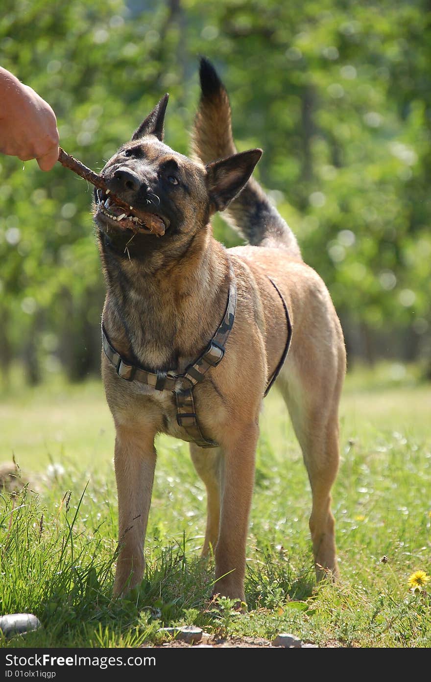 A malinois playing with a wooden stick.