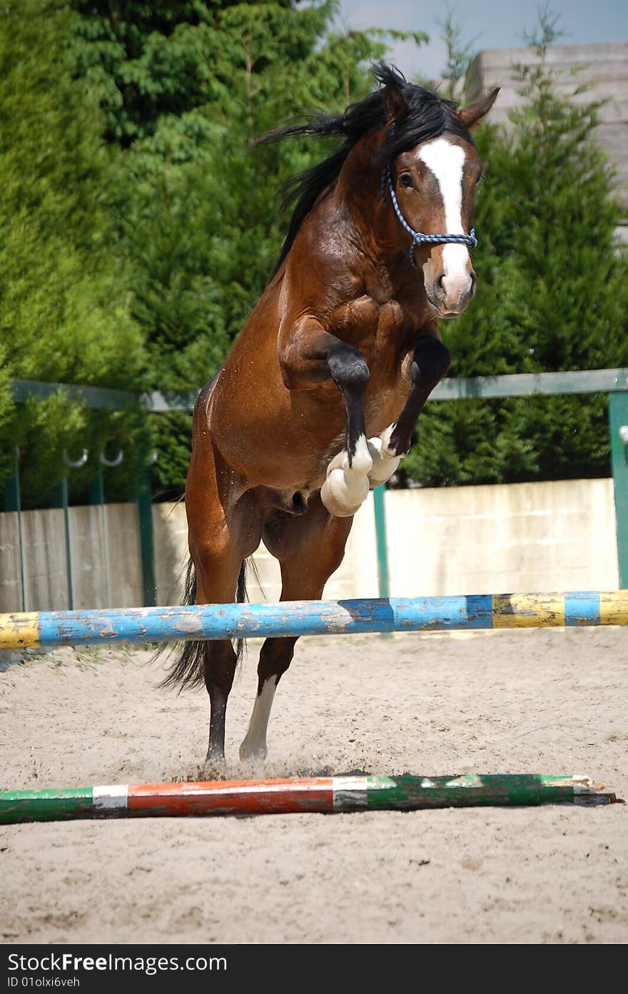 A brown horse jumping over a stand.