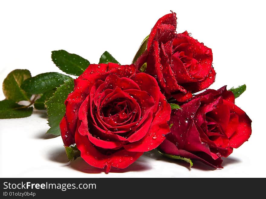 A spray of red roses on a white seamless background.