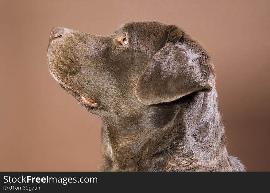 Brown labrador on brown ground