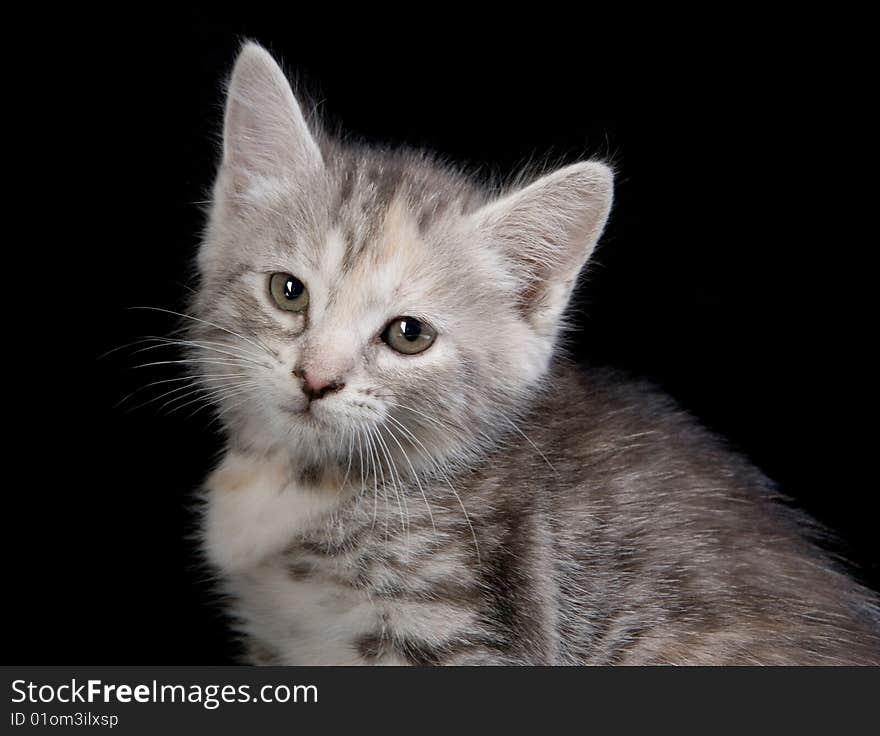 Gray kitten