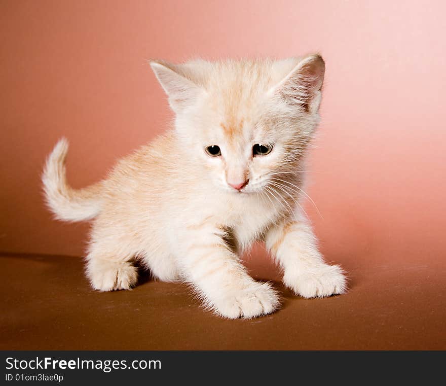 Cute red kitten on brown ground. Cute red kitten on brown ground