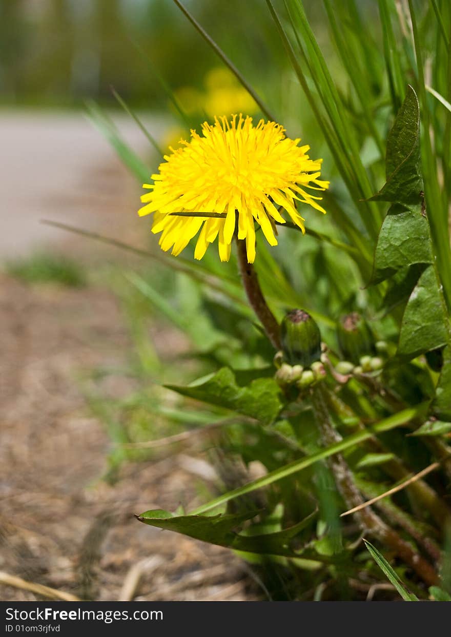 Yellow dandelion on the roadside