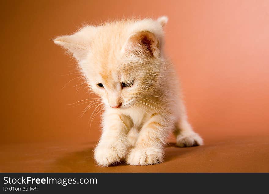 Cute red kitten playing with smth