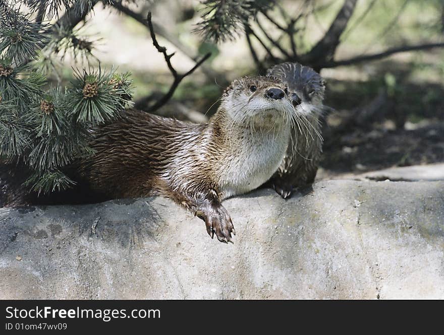 Otters at the cornerstone of the bank
hledat