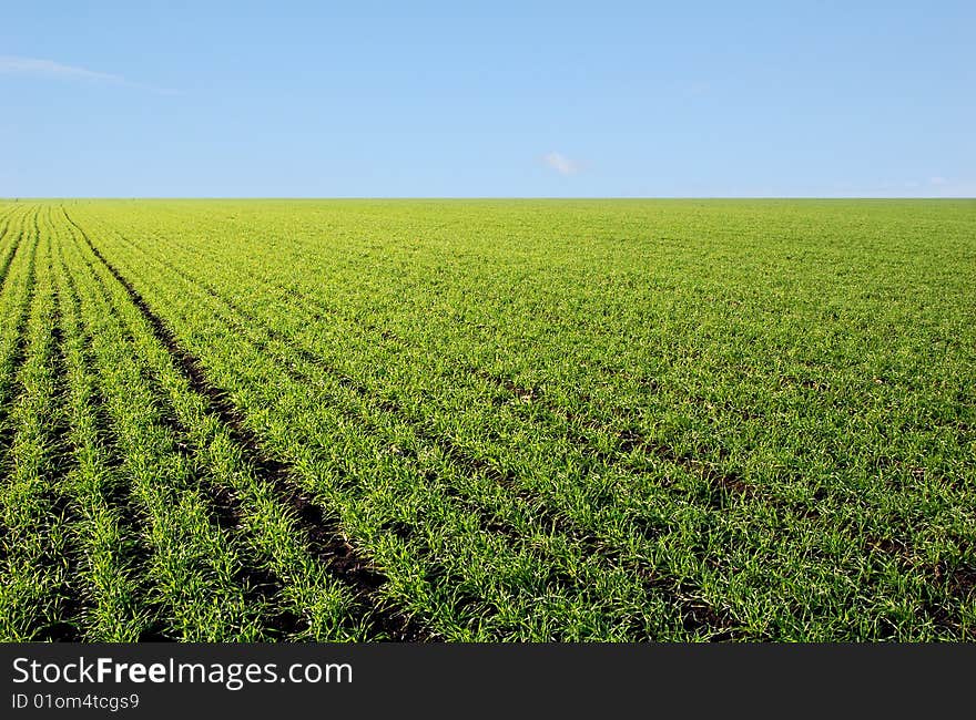 Clear blue sky over a green field  . Clear blue sky over a green field