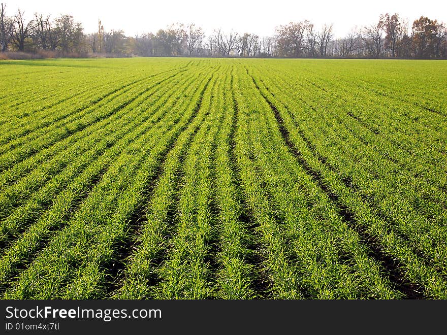 Clear blue sky over a green field  . Clear blue sky over a green field