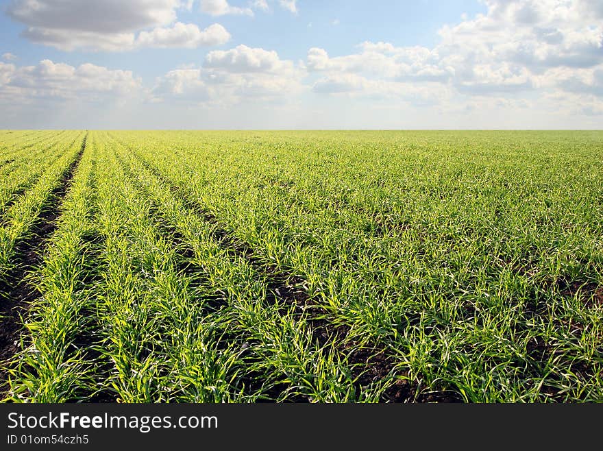 Blue sky and green field