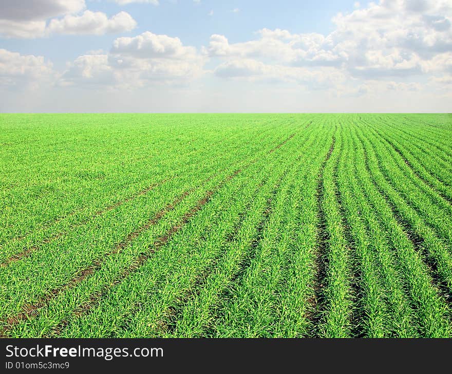 Clear blue sky over a green field - photo. Clear blue sky over a green field - photo