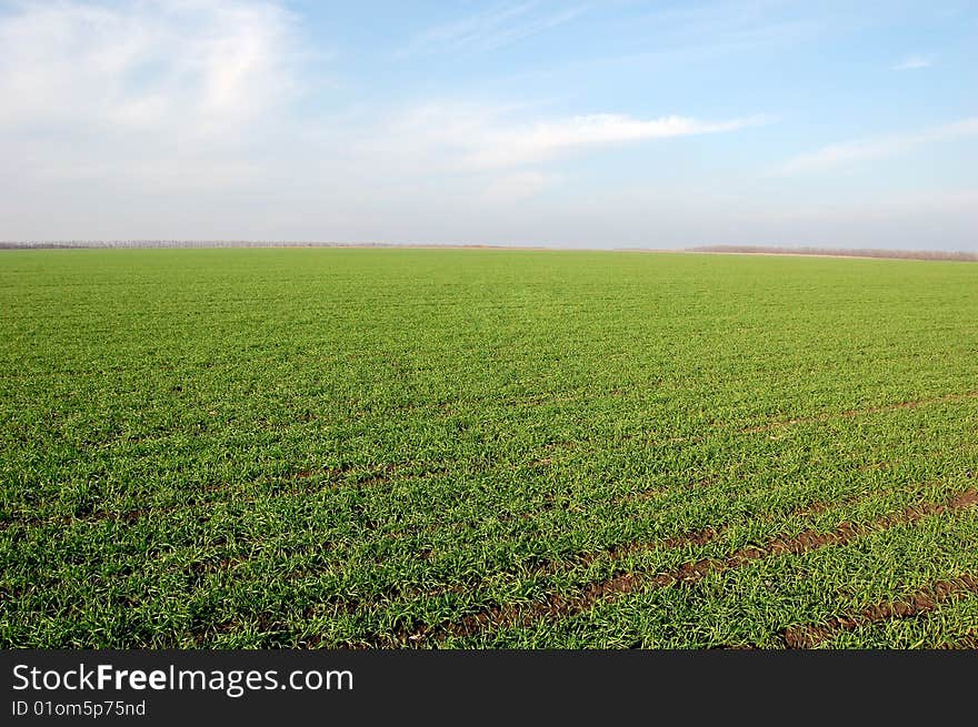 Clear blue sky over a green field - photo. Clear blue sky over a green field - photo