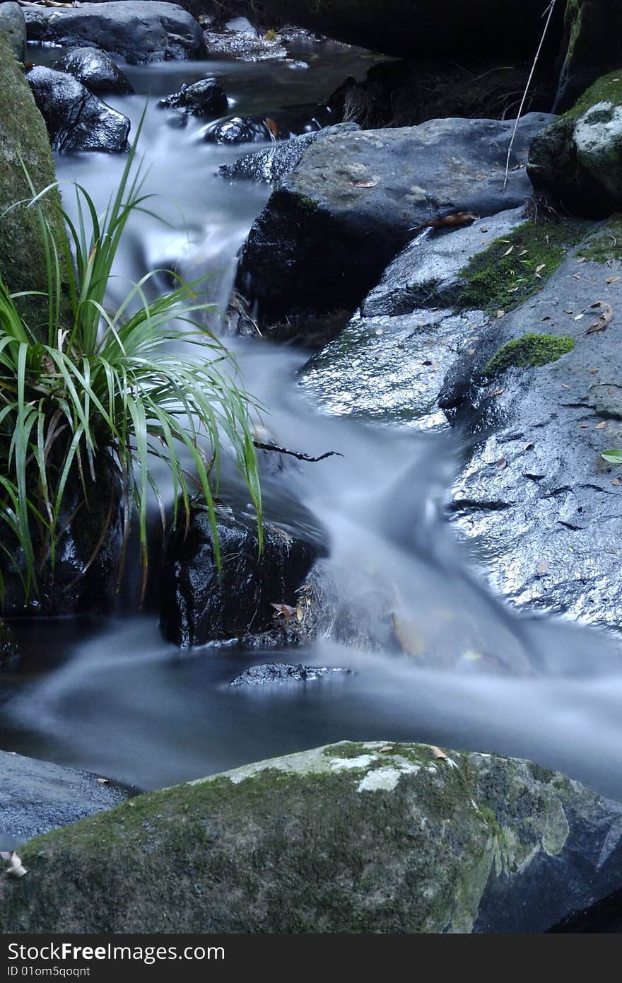 Downhill Flowing Water in the Forest