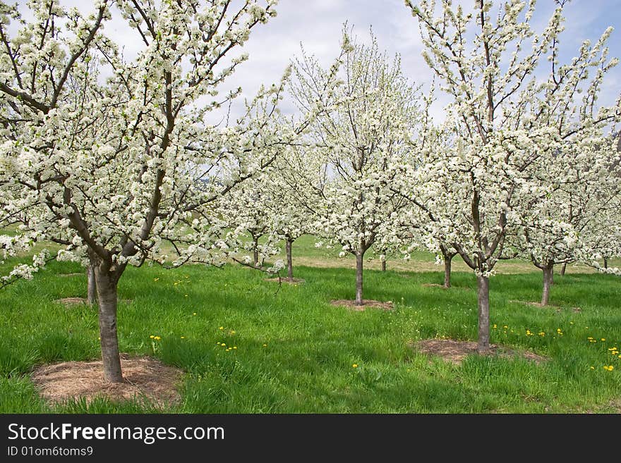 Apple orchard in mountains on shiny spring day