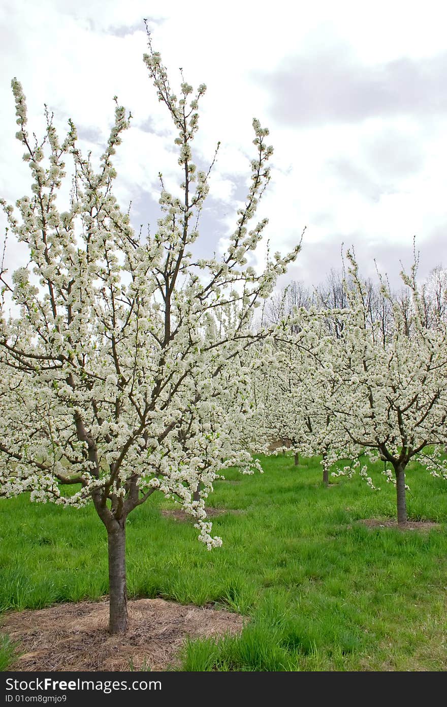 Apple orchard in mountains on shiny spring day