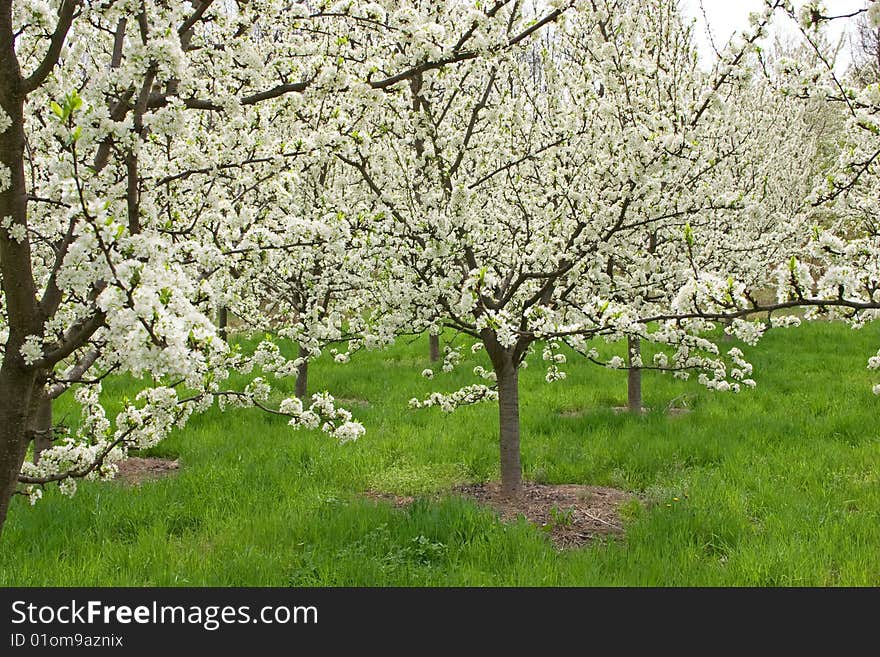 Apple orchard in mountains on shiny spring day