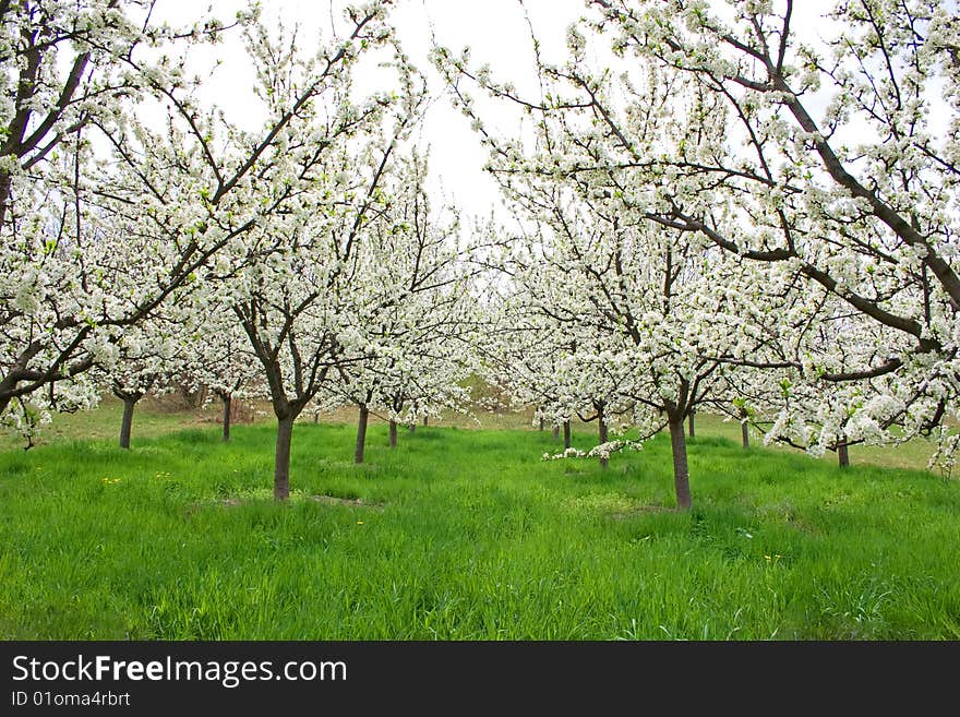 Apple orchard in mountains on shiny spring day