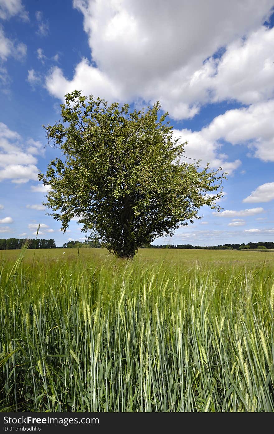 Tree in corn field