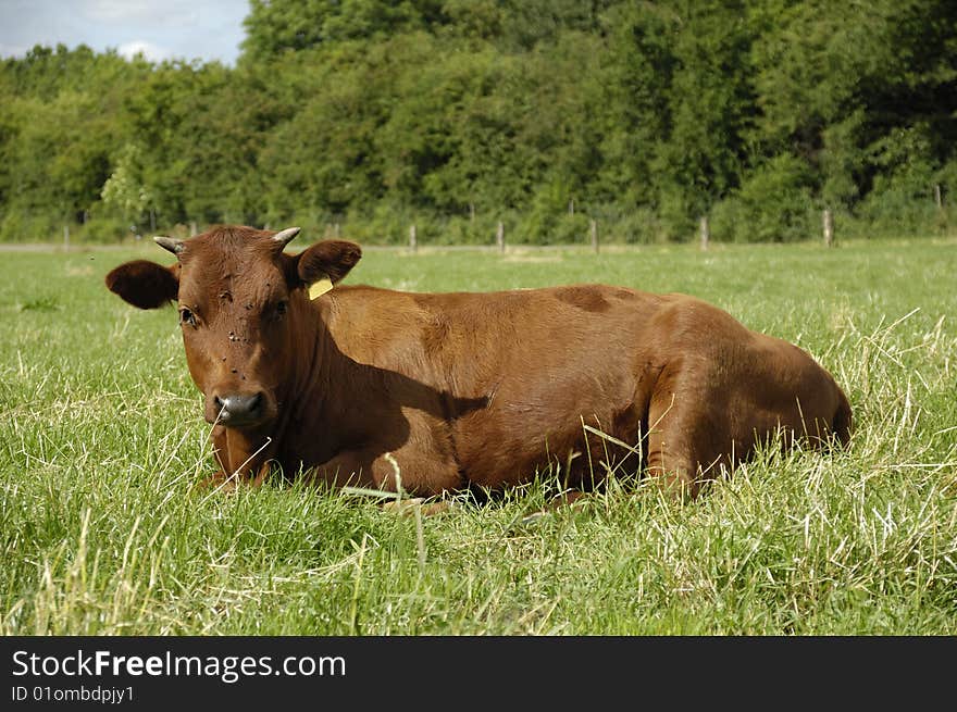 Brown cow with horns is resting on a green field